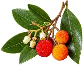 Cystobact — Blatt des Erdbeerbaums (Arbutus unedo)
