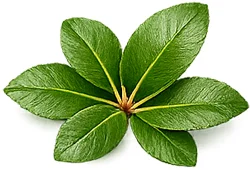 Cystobact — Blatt des Erdbeerbaums (Arbutus unedo)