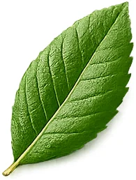 Cystobact — Blatt des Erdbeerbaums (Arbutus unedo)