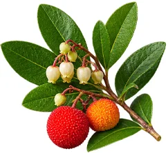 Cystobact — Blatt des Erdbeerbaums (Arbutus unedo)