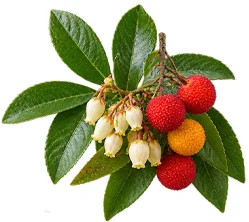 Cystobact — Blatt des Erdbeerbaums (Arbutus unedo)