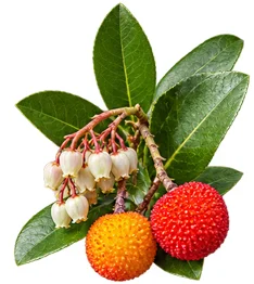 Cystobact — Blatt des Erdbeerbaums (Arbutus unedo)