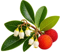 Cystobact — Blatt des Erdbeerbaums (Arbutus unedo)