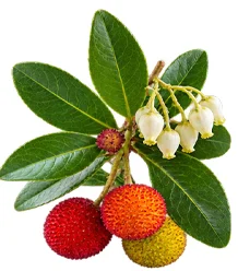 Cystobact — Blatt des Erdbeerbaums (Arbutus unedo)