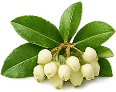 Cystobact — Blatt des Erdbeerbaums (Arbutus unedo)