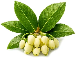 Cystobact — Blatt des Erdbeerbaums (Arbutus unedo)