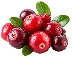 Cystobact — Cranberry (Vaccinium oxycoccos)