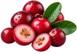 Cystobact — Cranberry (Vaccinium oxycoccos)
