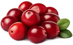 Cystobact — Cranberry (Vaccinium oxycoccos)