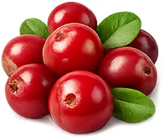 Cystobact — Cranberry (Vaccinium oxycoccos)