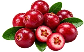 Cystobact — Cranberry (Vaccinium oxycoccos)
