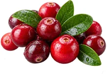 Cystobact — Cranberry (Vaccinium oxycoccos)