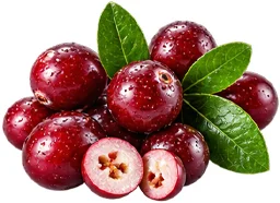 Cystobact — Cranberry (Vaccinium oxycoccos)