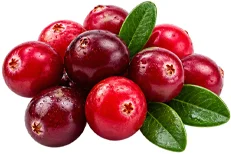 Cystobact — Cranberry (Vaccinium oxycoccos)