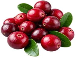 Cystobact — Cranberry (Vaccinium oxycoccos)