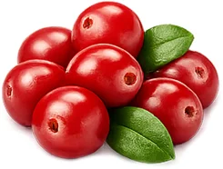 Cystobact — Cranberry (Vaccinium oxycoccos)
